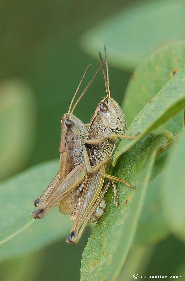 Chorthippus_fallax_pair_2007_Danilov