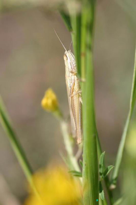 Euchorthippus_pulvinatus_cff_04_171