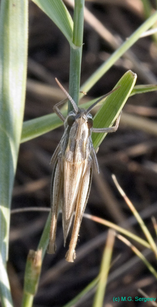 Euchorthippus_pulvinatus_f_0681