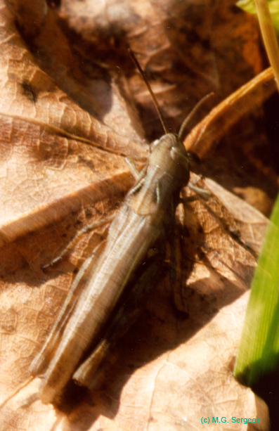 Glyptobothrus_biguttulus_f_001