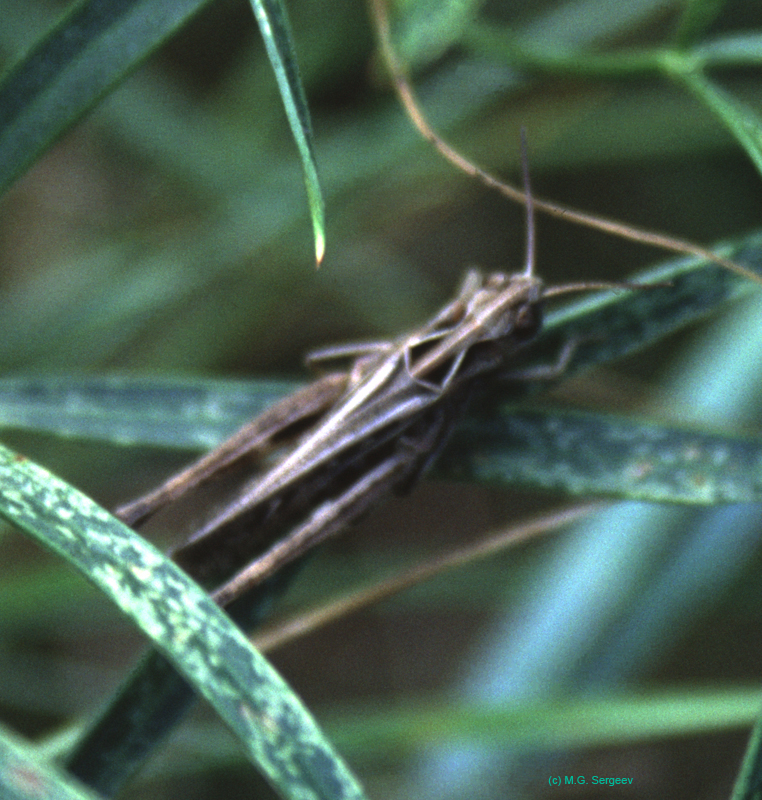 Glyptobothrus_biguttulus_f_03_01