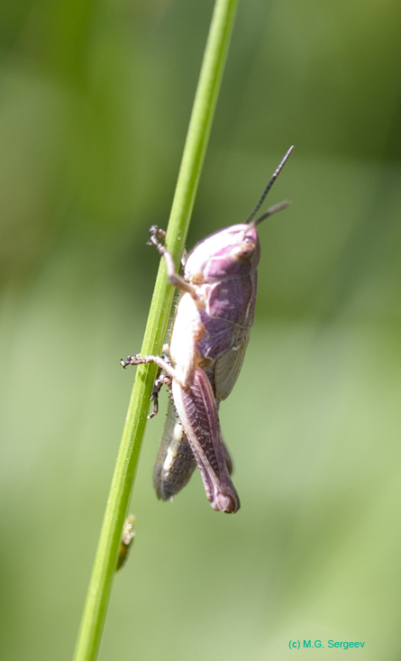 Glyptobothrus_biguttulus_n_0593