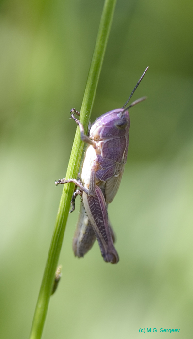 Glyptobothrus_biguttulus_n_0594