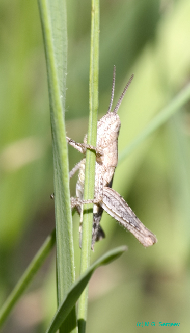 Glyptobothrus_biguttulus_n_0602