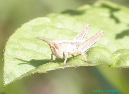 Glyptobothrus_biguttulus_n_0626