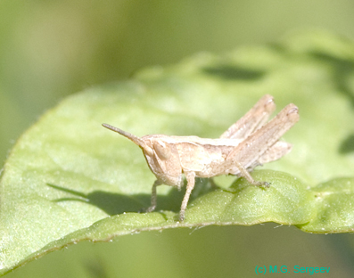 Glyptobothrus_biguttulus_n_0629