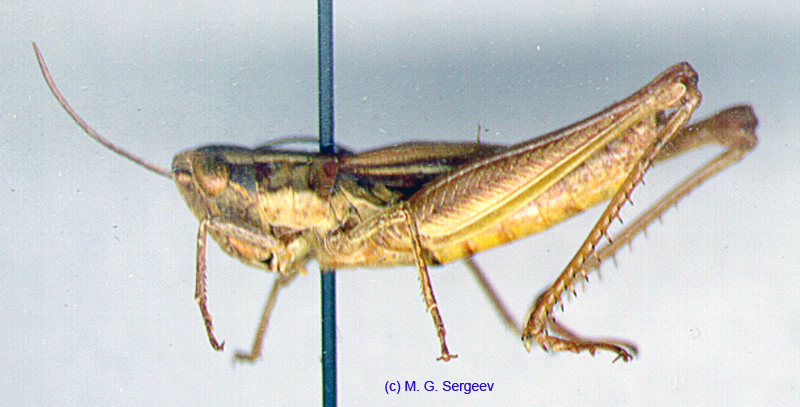 Mesasippus_fuscovittatus_f_01