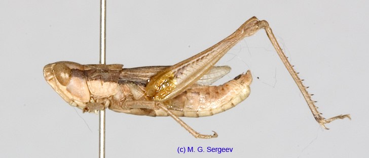 Mesasippus_fuscovittatus_m_1382