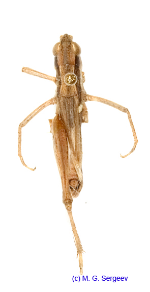 Mesasippus_fuscovittatus_m_1383