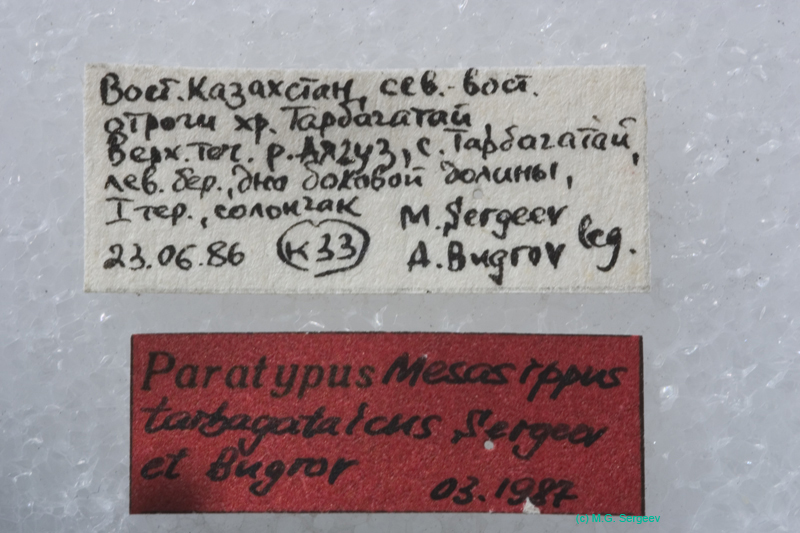 Mesasippus_tarbagataicus_f_lab_0031