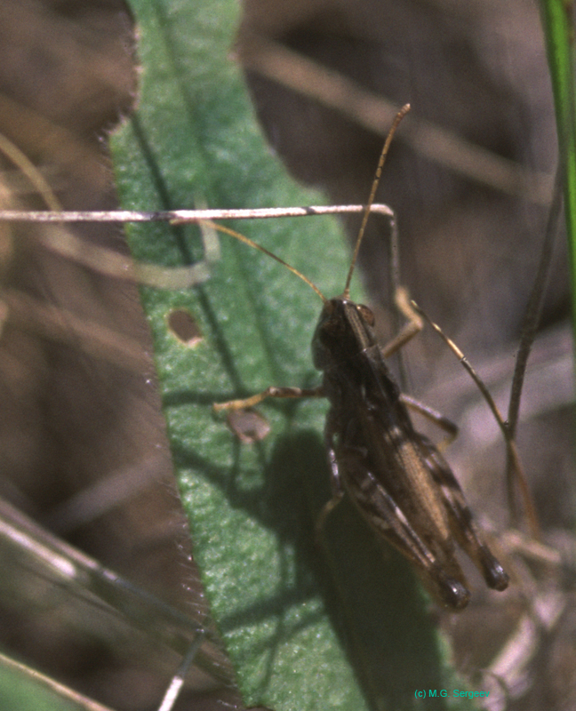 Myrmeleotettix_pallidus_m_04_01