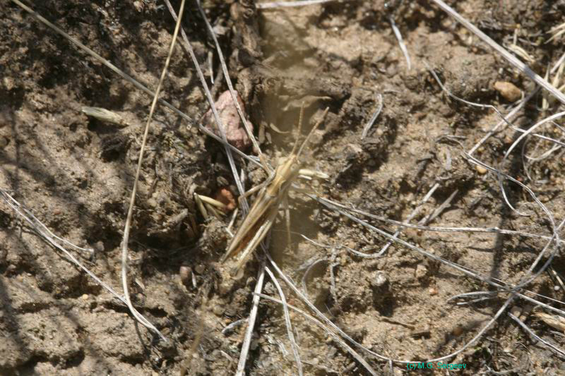 Myrmeleotettix_pallidus_m_04_220