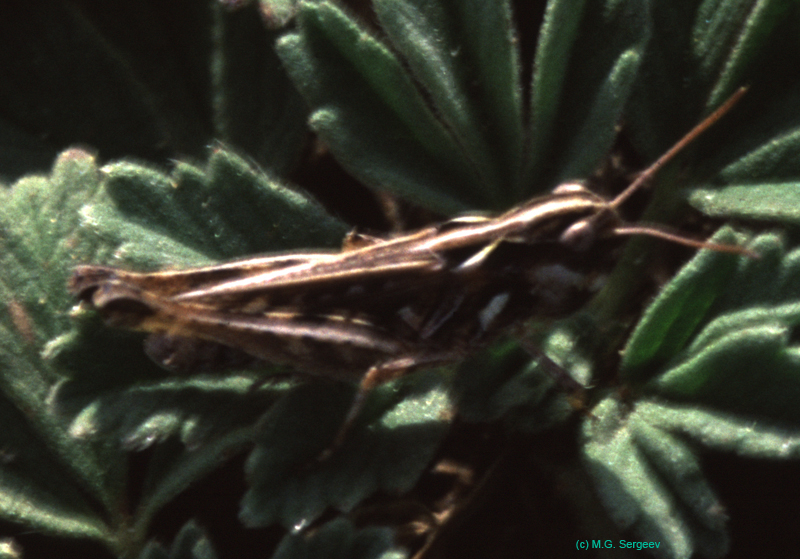 Myrmeleotettix_palpalis_m_03_01