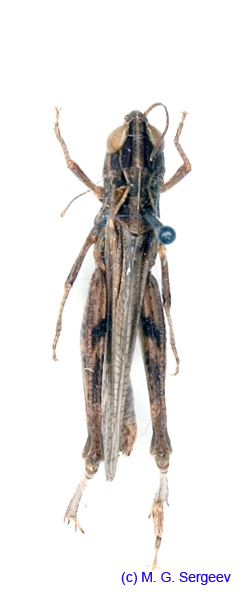 Omocestus_petraeus_f_1371