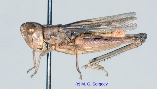 Omocestus_petraeus_m_1369