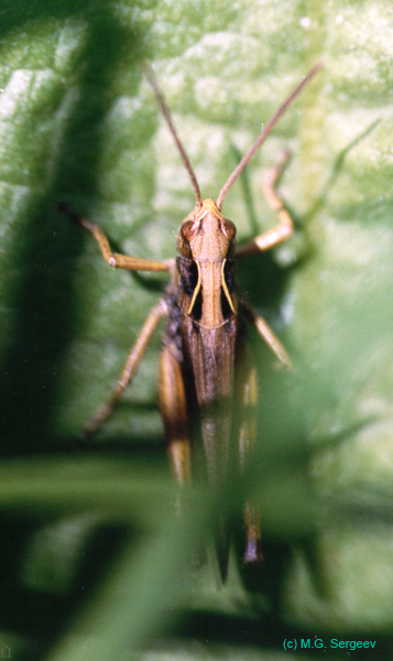 Omocestus_viridulus_f_001