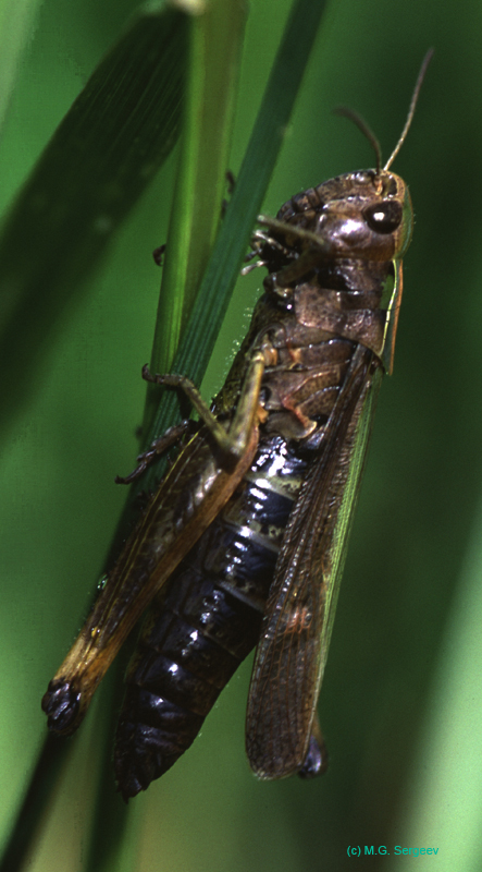 Omocestus_viridulus_f_03_02