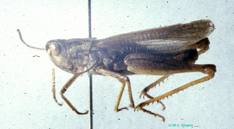 Stauroderus_scalaris_m_01