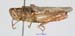 Glyptobothrus_maritimus_f_1388