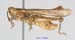 Glyptobothrus_maritimus_m_1386