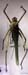Glyphonotus_thoracicus_f_02
