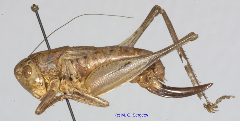 Squamiana_squamiptera_f_1063