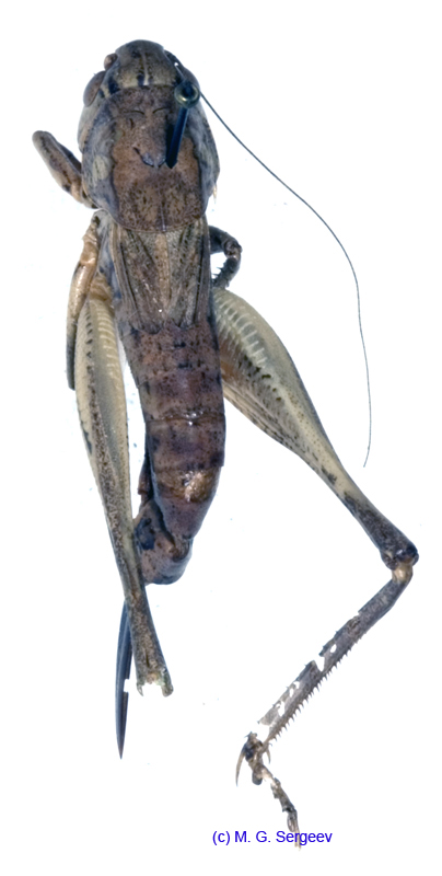 Squamiana_squamiptera_f_1064