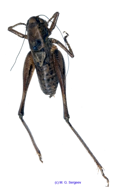 Squamiana_squamiptera_m_1062