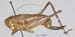 Squamiana_squamiptera_f_1063