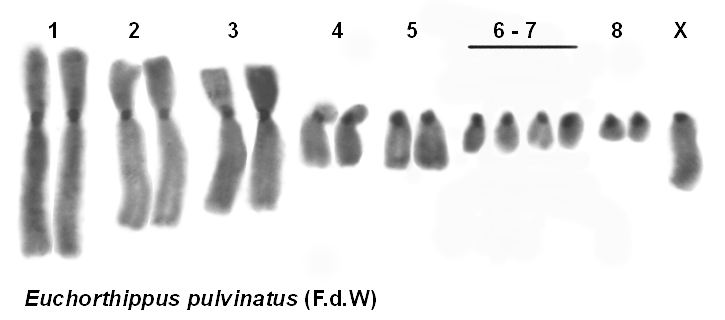 Euchorthippus_pulvinatus_karyo_2