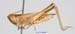 Euchorthippus_unicolor_f_1401