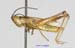 Euchorthippus_unicolor_m_1399