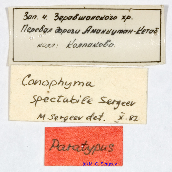 Conophyma_spectabile_labels_1249