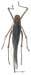 Glyphonotus_thoracicus_f_1077