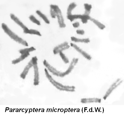 Arcyptera_microptera_karyo