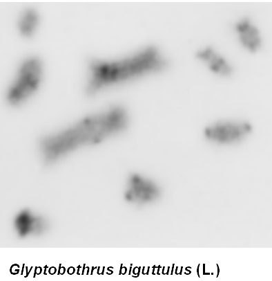 Glyptobothrus_biguttulus_karyo