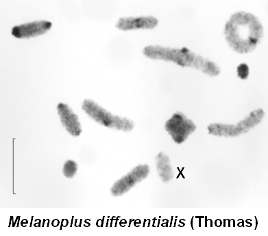 Melanoplus_differentialis_karyo