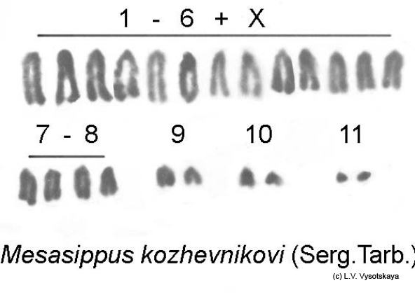 Mesasippus_kozhevnikovi_karyo_R