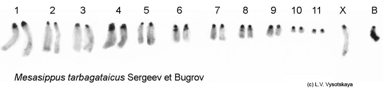 Mesasippus_tarbagataicus_karyo