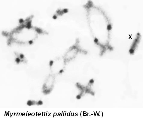 Myrmeleotettix_pallidus_karyo