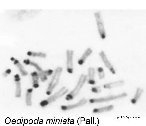 Oedipoda_miniata_karyo