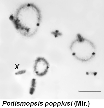 Podismopsis_poppiusi_karyo