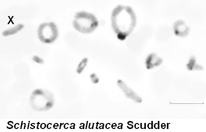 Schistocerca_alutacea_karyo