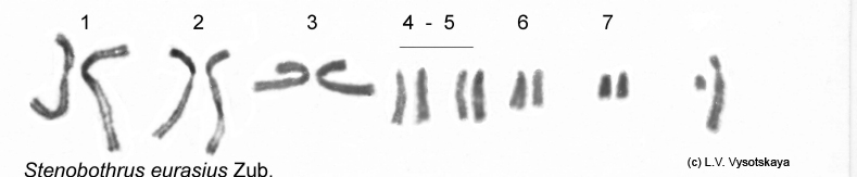 Stenobothrus_eurasius_karyo